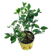 Load image into Gallery viewer, Lemon, 8 in, Meyer