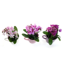 Load image into Gallery viewer, Orchid, 4in, Trio Garden Planter