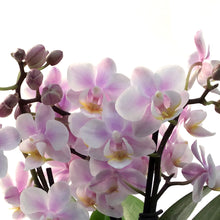 Load image into Gallery viewer, Orchid, 4in, Trio Garden Planter