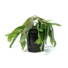 Load image into Gallery viewer, Cactus, 4in, Rhipsalis Burchelli (Mistletoe Cact.)