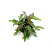 Load image into Gallery viewer, Cactus, 4in, Rhipsalis Burchelli (Mistletoe Cact.)