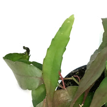 Load image into Gallery viewer, Cactus, 4in, Rhipsalis Burchelli (Mistletoe Cact.)