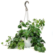 Load image into Gallery viewer, Lipstick Plant, 7.5in HB,