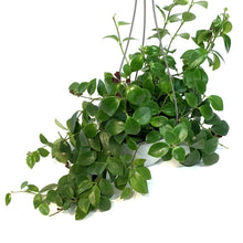 Load image into Gallery viewer, Lipstick Plant, 7.5in HB,