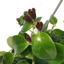 Load image into Gallery viewer, Lipstick Plant, 7.5in HB,