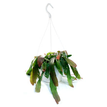 Load image into Gallery viewer, Cactus, 7.5in, (Mistletoe Cact.), HB