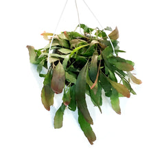 Load image into Gallery viewer, Cactus, 7.5in, (Mistletoe Cact.), HB