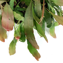 Load image into Gallery viewer, Cactus, 7.5in, (Mistletoe Cact.), HB