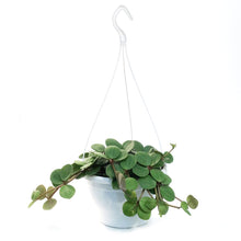 Load image into Gallery viewer, Peperomia, 7.5in, Hope, Hanging Basket