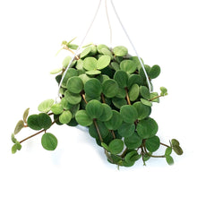 Load image into Gallery viewer, Peperomia, 7.5in, Hope, Hanging Basket
