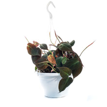 Load image into Gallery viewer, Philodendron, 7.5in HB, Micans
