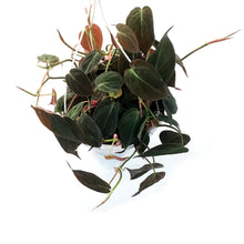 Load image into Gallery viewer, Philodendron, 7.5in HB, Micans