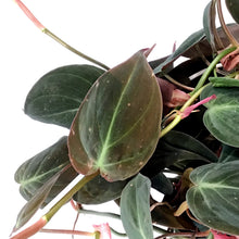 Load image into Gallery viewer, Philodendron, 7.5in HB, Micans