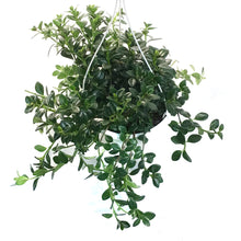 Load image into Gallery viewer, Nemantanthus, 7.5in Hanging Basket, Goldfish Plant