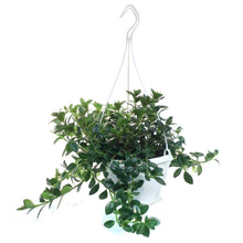 Load image into Gallery viewer, Nemantanthus, 7.5in Hanging Basket, Goldfish Plant