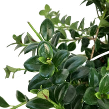 Load image into Gallery viewer, Nemantanthus, 7.5in Hanging Basket, Goldfish Plant