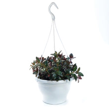 Load image into Gallery viewer, Nemantanthus, 7.5in Hanging Basket, Goldfish Plant