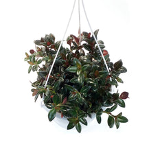 Load image into Gallery viewer, Nemantanthus, 7.5in Hanging Basket, Goldfish Plant