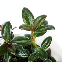 Load image into Gallery viewer, Nemantanthus, 7.5in Hanging Basket, Goldfish Plant