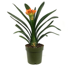 Load image into Gallery viewer, Clicia, 7.5in, Orange