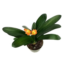 Load image into Gallery viewer, Clicia, 7.5in, Orange