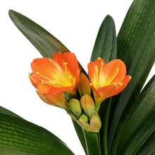 Load image into Gallery viewer, Clicia, 7.5in, Orange