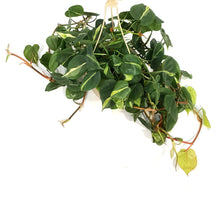 Load image into Gallery viewer, Philodendron, 8in HB, Brasil