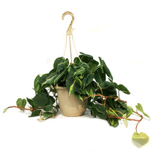 Load image into Gallery viewer, Philodendron, 8in HB, Brasil