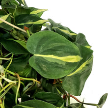 Load image into Gallery viewer, Philodendron, 8in HB, Brasil