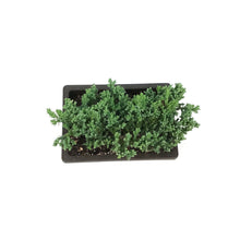 Load image into Gallery viewer, Bonsai, 6in, Juniper