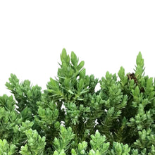 Load image into Gallery viewer, Bonsai, 6in, Juniper