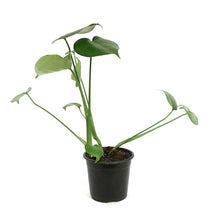 Load image into Gallery viewer, Philodendron, 4in, Split Leaf