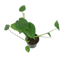 Load image into Gallery viewer, Philodendron, 4in, Split Leaf