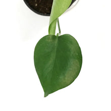 Load image into Gallery viewer, Philodendron, 4in, Split Leaf