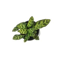 Load image into Gallery viewer, Calathea, 4in, Insignis