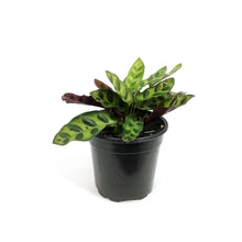 Load image into Gallery viewer, Calathea, 4in, Insignis