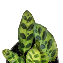 Load image into Gallery viewer, Calathea, 4in, Insignis