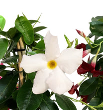 Load image into Gallery viewer, Dipladenia, 7.5in, Pyramid