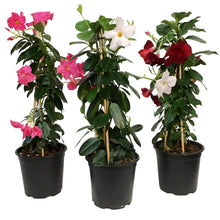 Load image into Gallery viewer, Dipladenia, 7.5in, Pyramid