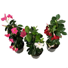 Load image into Gallery viewer, Dipladenia, 7.5in, Pyramid