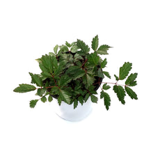 Load image into Gallery viewer, Astilbe, 1 gal Cappuccino