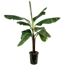 Load image into Gallery viewer, Banana, 10in, Dwarf Musa Oriental