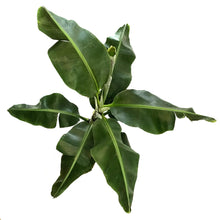 Load image into Gallery viewer, Banana, 10in, Dwarf Musa Oriental