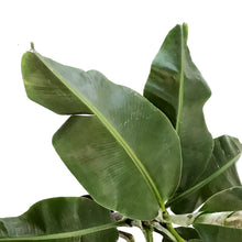 Load image into Gallery viewer, Banana, 10in, Dwarf Musa Oriental