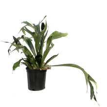 Load image into Gallery viewer, Fern, 10in, Staghorn
