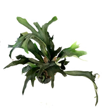 Load image into Gallery viewer, Fern, 10in, Staghorn