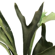 Load image into Gallery viewer, Fern, 10in, Staghorn