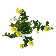 Load image into Gallery viewer, Annual, 5in, Jumbo, Bees Knees