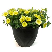 Load image into Gallery viewer, Planter, 12in, Spring Combo, Bees Knees
