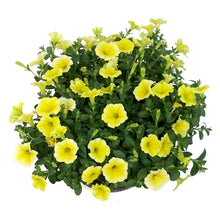 Load image into Gallery viewer, Planter, 12in, Spring Combo, Bees Knees
